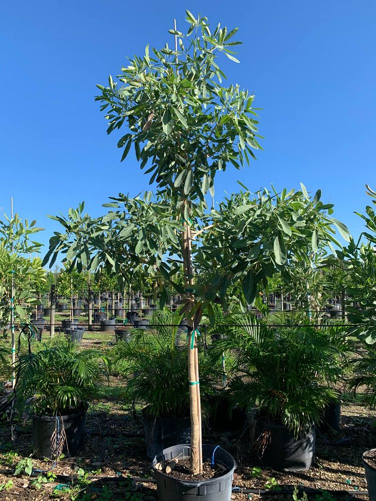 tabebuia-caraiba-yellow-trumpet-tree-tabebuia-argentea-silver-trumpet-tree-tabebuia-aurea