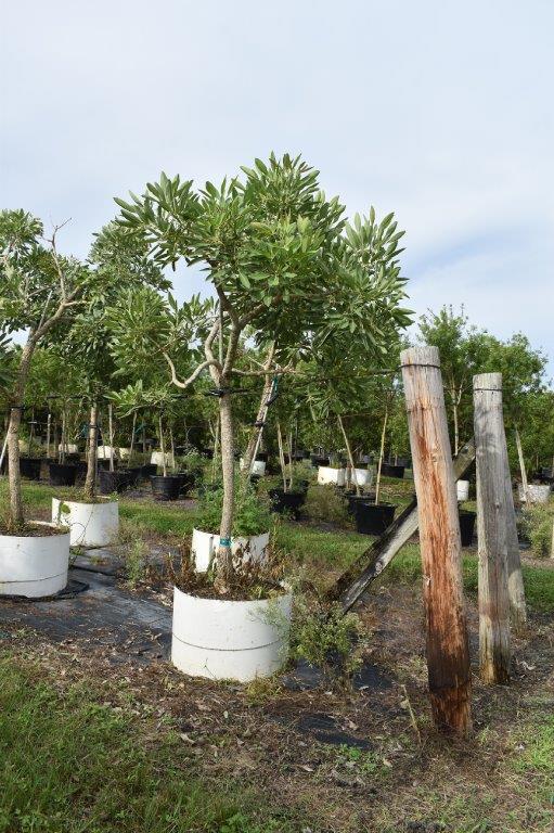 tabebuia-caraiba-yellow-trumpet-tree-tabebuia-argentea-silver-trumpet-tree-tabebuia-aurea
