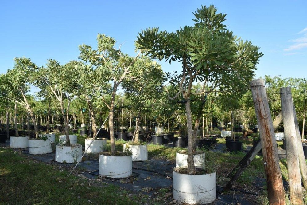 tabebuia-caraiba-yellow-trumpet-tree-tabebuia-argentea-silver-trumpet-tree-tabebuia-aurea