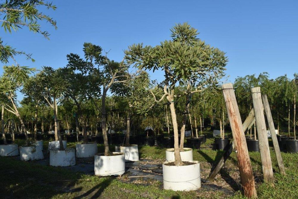 tabebuia-caraiba-yellow-trumpet-tree-tabebuia-argentea-silver-trumpet-tree-tabebuia-aurea