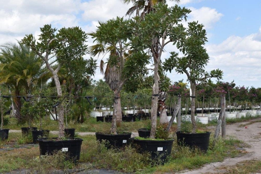 tabebuia-caraiba-yellow-trumpet-tree-tabebuia-argentea-silver-trumpet-tree-tabebuia-aurea
