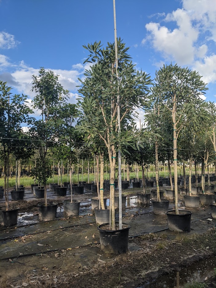 tabebuia-caraiba-yellow-trumpet-tree-tabebuia-argentea-silver-trumpet-tree-tabebuia-aurea