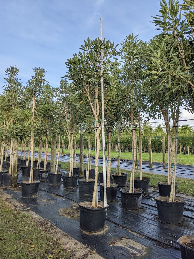 tabebuia-caraiba-yellow-trumpet-tree-tabebuia-argentea-silver-trumpet-tree-tabebuia-aurea