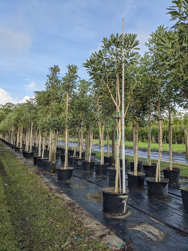 tabebuia-caraiba-yellow-trumpet-tree-tabebuia-argentea-silver-trumpet-tree-tabebuia-aurea