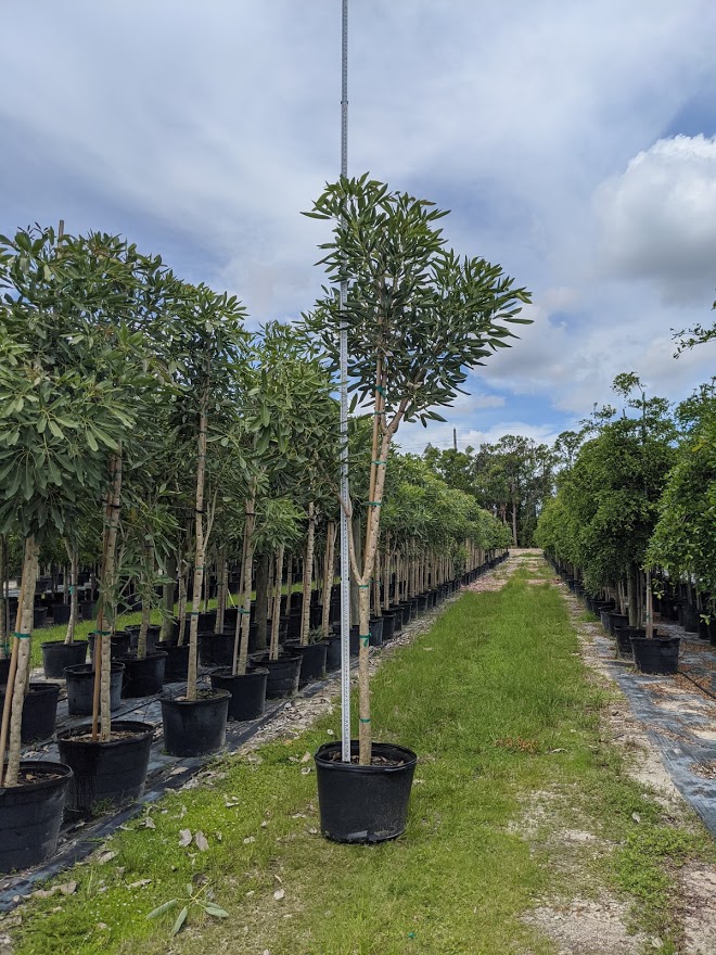 tabebuia-caraiba-yellow-trumpet-tree-tabebuia-argentea-silver-trumpet-tree-tabebuia-aurea