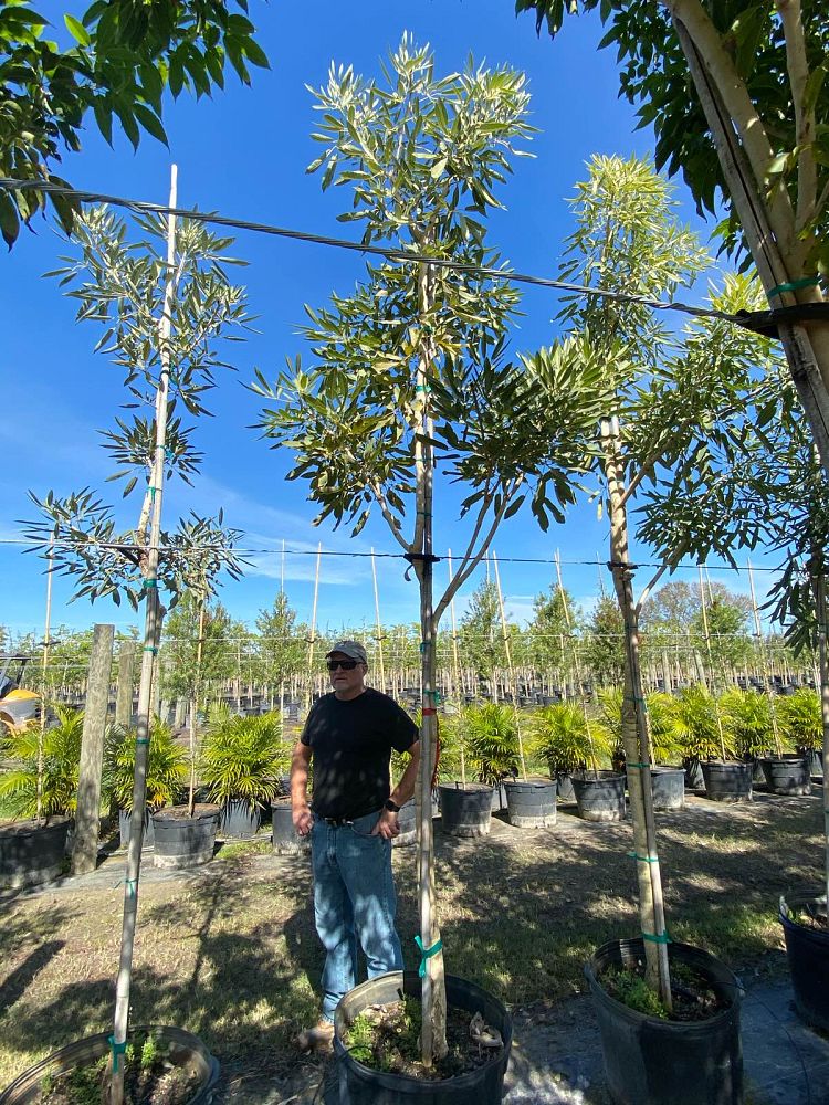 tabebuia-caraiba-yellow-trumpet-tree-tabebuia-argentea-silver-trumpet-tree-tabebuia-aurea