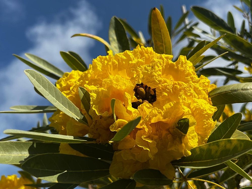 tabebuia-caraiba-yellow-trumpet-tree-tabebuia-argentea-silver-trumpet-tree-tabebuia-aurea