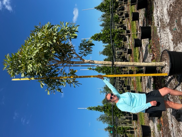 tabebuia-caraiba-yellow-trumpet-tree-tabebuia-argentea-silver-trumpet-tree-tabebuia-aurea