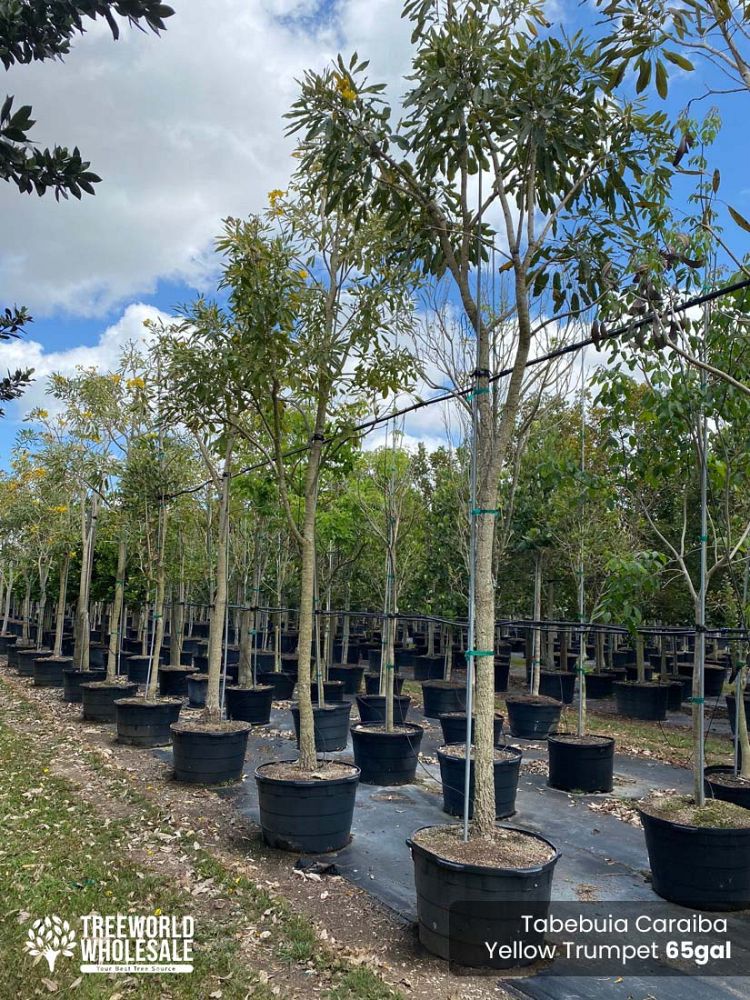 tabebuia-caraiba-yellow-trumpet-tree-tabebuia-argentea-silver-trumpet-tree-tabebuia-aurea