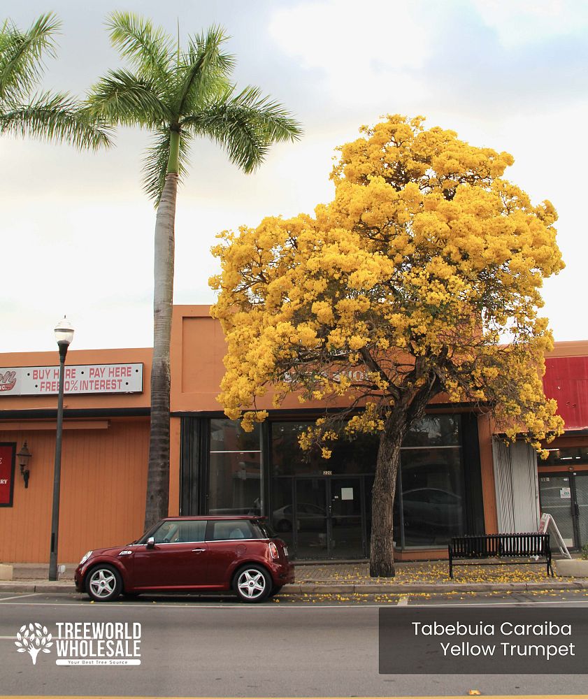 tabebuia-caraiba-yellow-trumpet-tree-tabebuia-argentea-silver-trumpet-tree-tabebuia-aurea