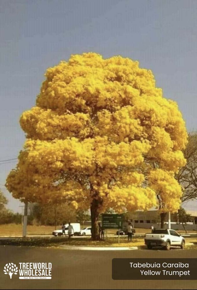 tabebuia-caraiba-yellow-trumpet-tree-tabebuia-argentea-silver-trumpet-tree-tabebuia-aurea