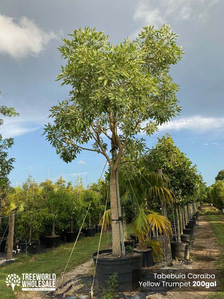 tabebuia-caraiba-yellow-trumpet-tree-tabebuia-argentea-silver-trumpet-tree-tabebuia-aurea