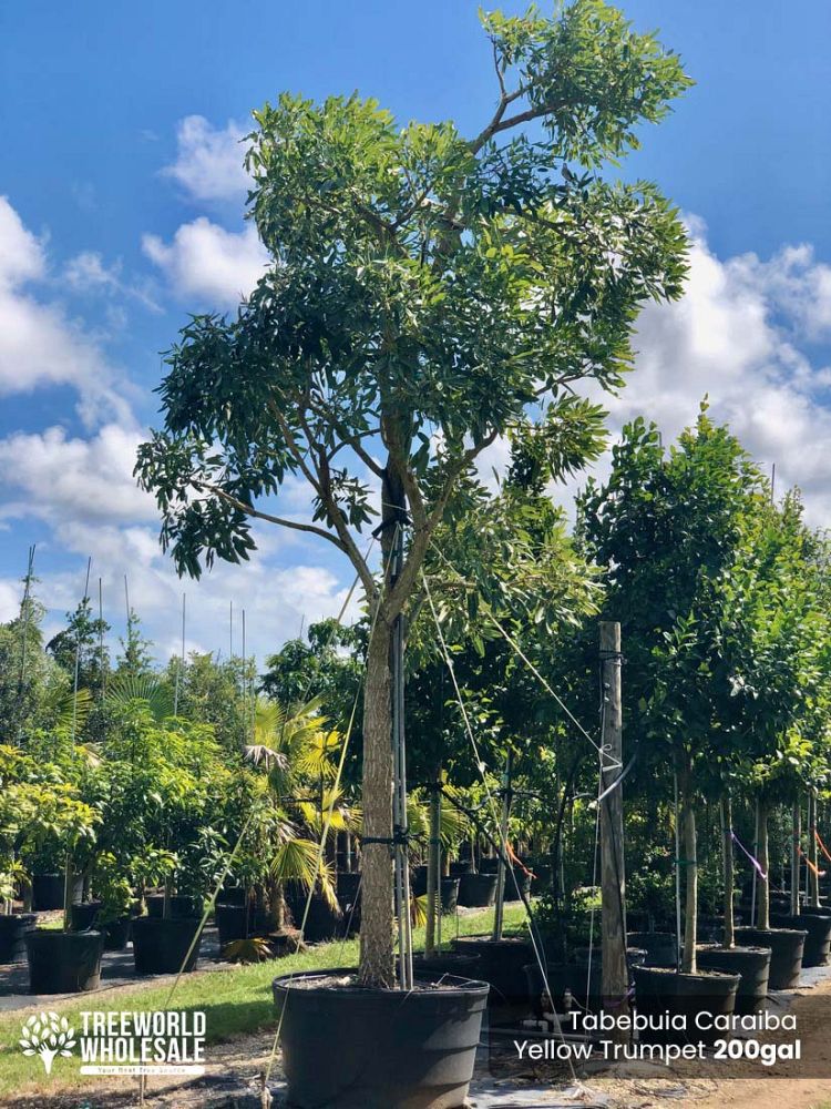 tabebuia-caraiba-yellow-trumpet-tree-tabebuia-argentea-silver-trumpet-tree-tabebuia-aurea