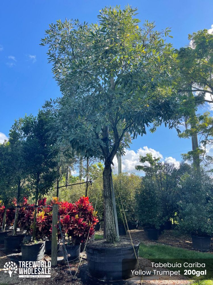 tabebuia-caraiba-yellow-trumpet-tree-tabebuia-argentea-silver-trumpet-tree-tabebuia-aurea