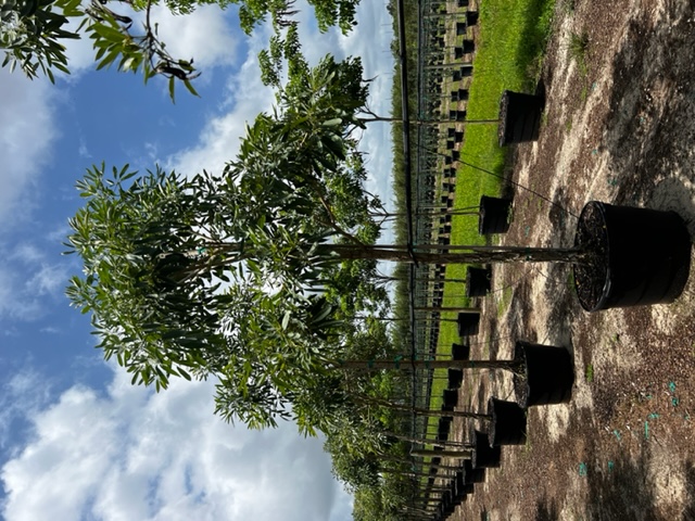 tabebuia-caraiba-yellow-trumpet-tree-tabebuia-argentea-silver-trumpet-tree-tabebuia-aurea