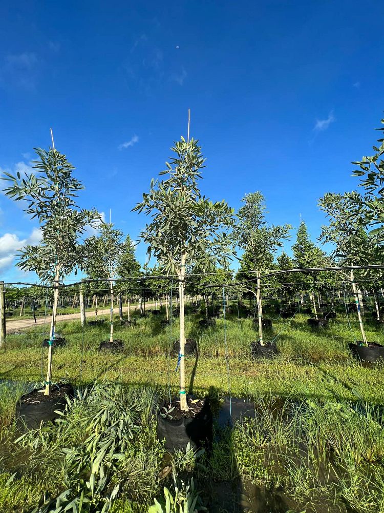 tabebuia-caraiba-yellow-trumpet-tree-tabebuia-argentea-silver-trumpet-tree-tabebuia-aurea