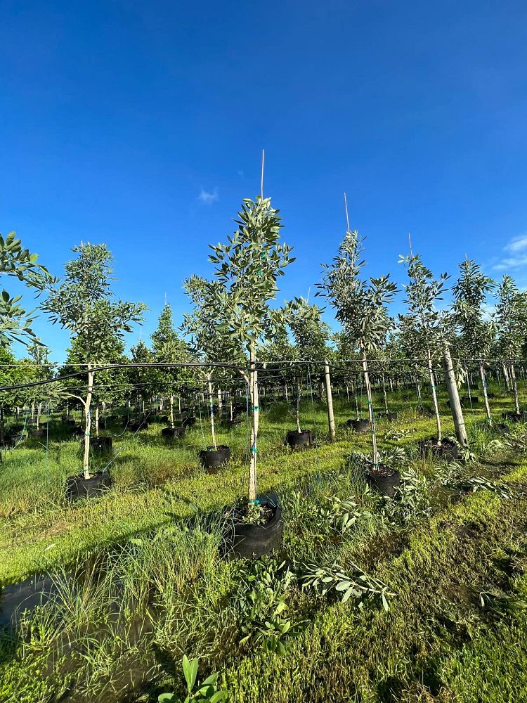 tabebuia-caraiba-yellow-trumpet-tree-tabebuia-argentea-silver-trumpet-tree-tabebuia-aurea