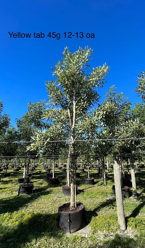 tabebuia-caraiba-yellow-trumpet-tree-tabebuia-argentea-silver-trumpet-tree-tabebuia-aurea