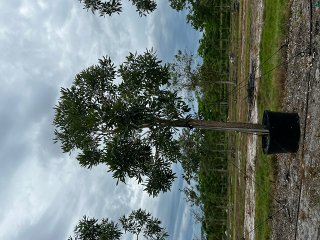 tabebuia-caraiba-yellow-trumpet-tree-tabebuia-argentea-silver-trumpet-tree-tabebuia-aurea