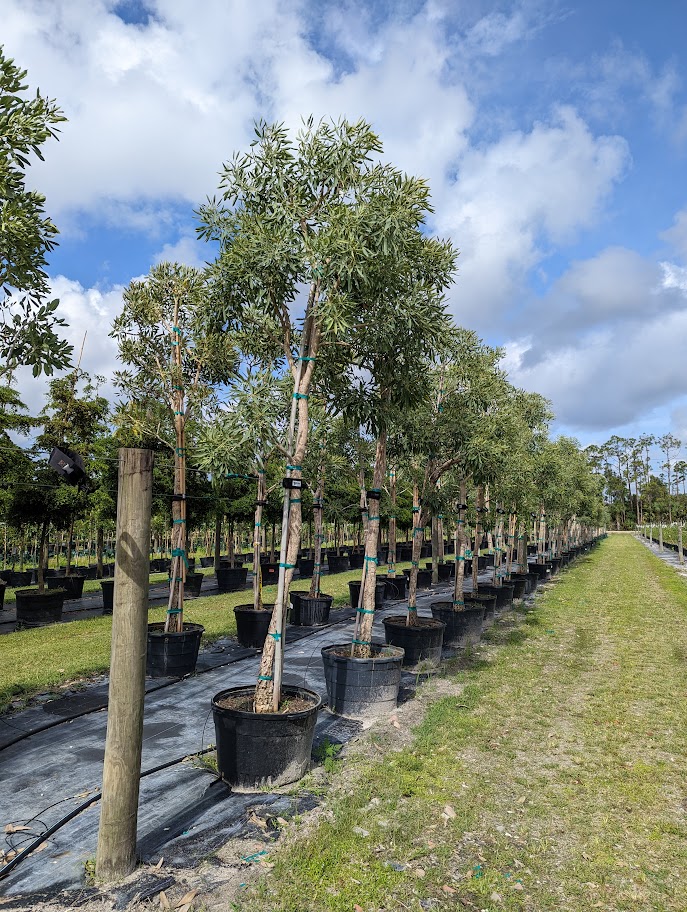 tabebuia-caraiba-yellow-trumpet-tree-tabebuia-argentea-silver-trumpet-tree-tabebuia-aurea