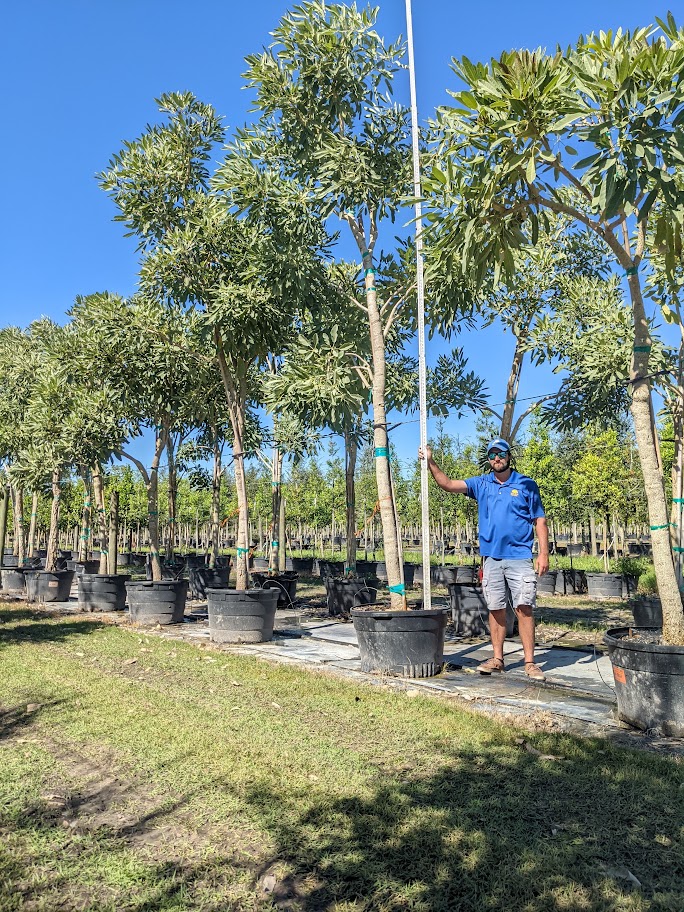 tabebuia-caraiba-yellow-trumpet-tree-tabebuia-argentea-silver-trumpet-tree-tabebuia-aurea