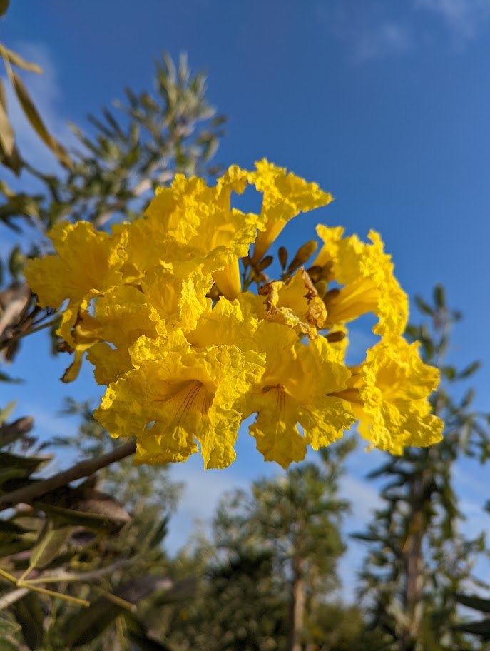 tabebuia-caraiba-yellow-trumpet-tree-tabebuia-argentea-silver-trumpet-tree-tabebuia-aurea