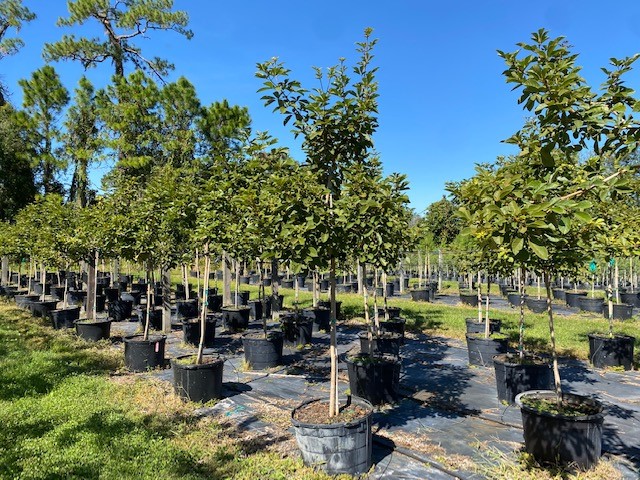 tabebuia-caraiba-yellow-trumpet-tree-tabebuia-argentea-silver-trumpet-tree-tabebuia-aurea