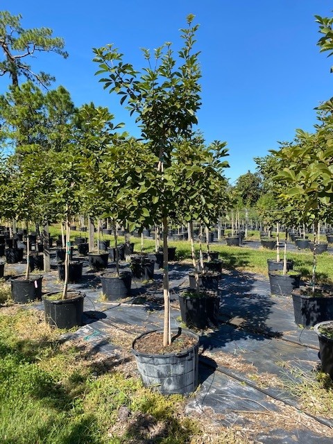 tabebuia-caraiba-yellow-trumpet-tree-tabebuia-argentea-silver-trumpet-tree-tabebuia-aurea