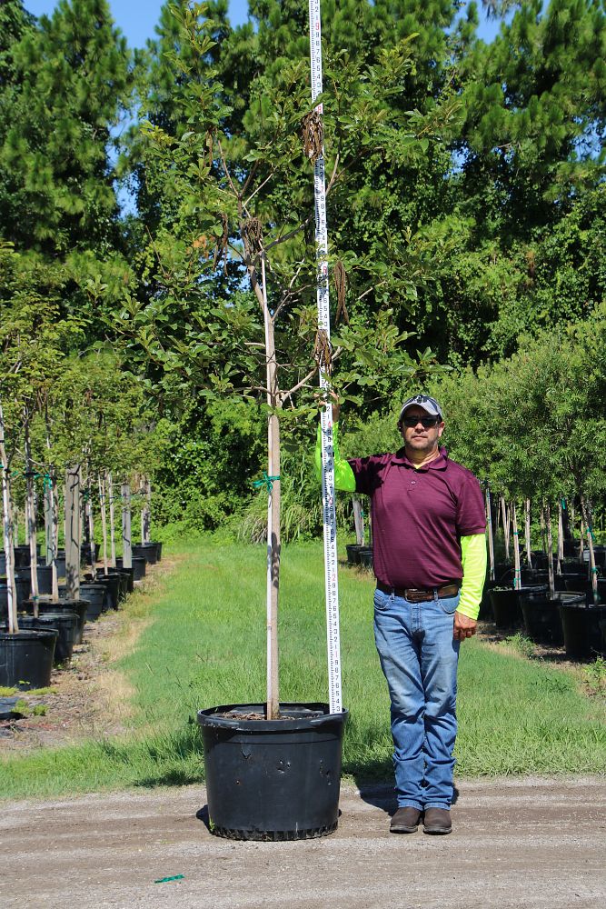 tabebuia-caraiba-yellow-trumpet-tree-tabebuia-argentea-silver-trumpet-tree-tabebuia-aurea