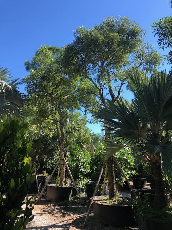 tabebuia-caraiba-yellow-trumpet-tree-tabebuia-argentea-silver-trumpet-tree-tabebuia-aurea
