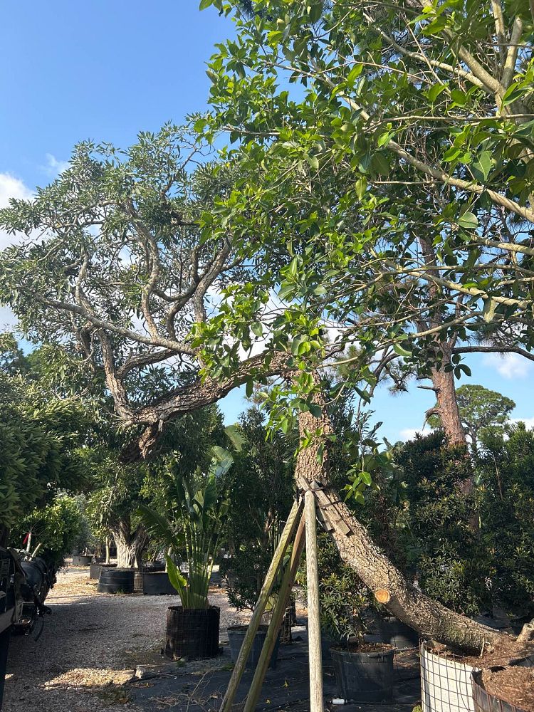 tabebuia-caraiba-yellow-trumpet-tree-tabebuia-argentea-silver-trumpet-tree-tabebuia-aurea