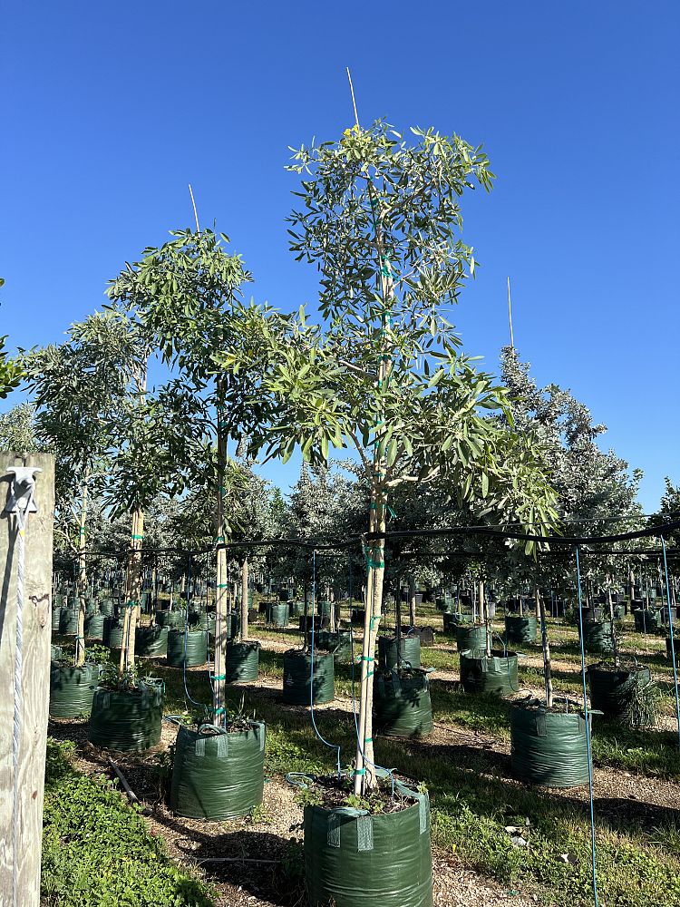 tabebuia-caraiba-yellow-trumpet-tree-tabebuia-argentea-silver-trumpet-tree-tabebuia-aurea