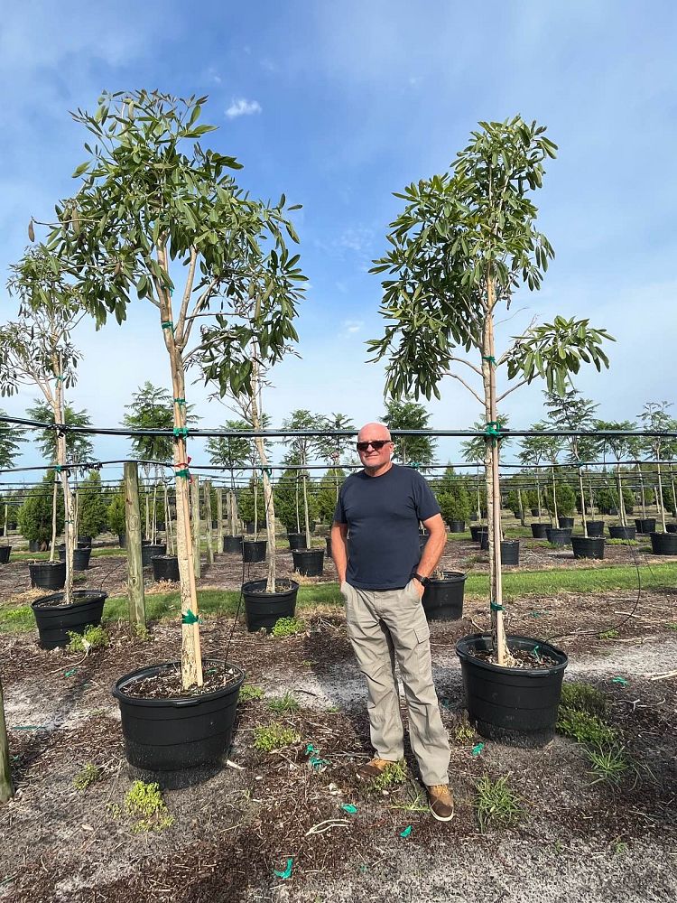 tabebuia-caraiba-yellow-trumpet-tree-tabebuia-argentea-silver-trumpet-tree-tabebuia-aurea