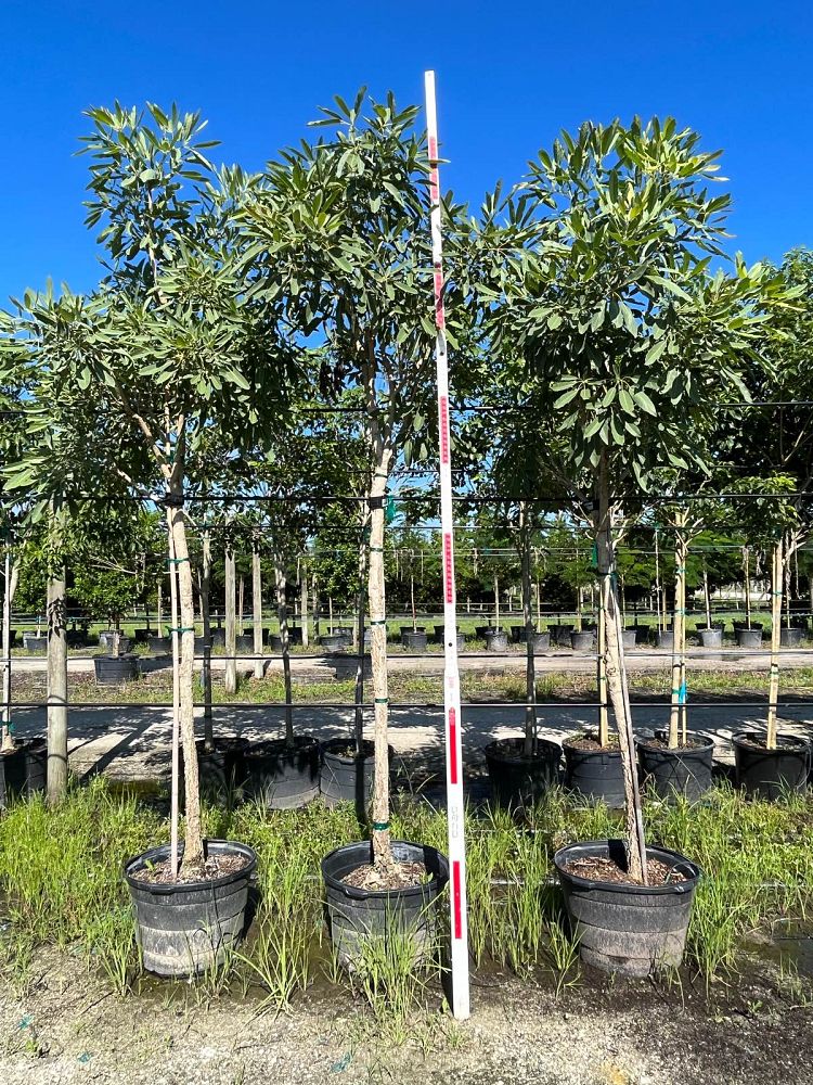 tabebuia-caraiba-yellow-trumpet-tree-tabebuia-argentea-silver-trumpet-tree-tabebuia-aurea