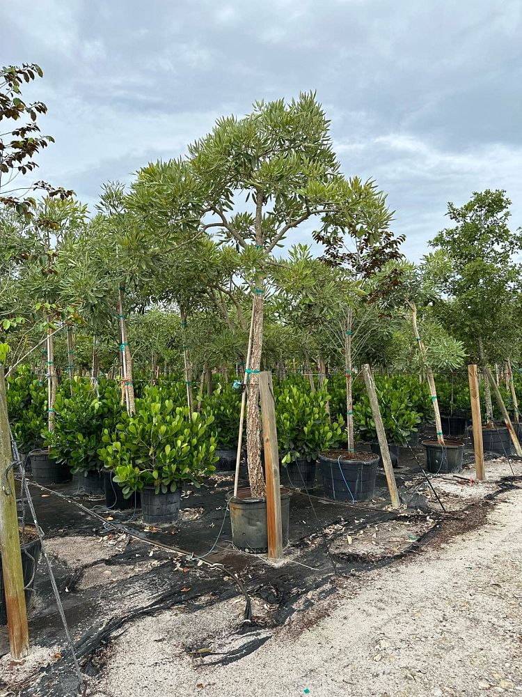 tabebuia-caraiba-yellow-trumpet-tree-tabebuia-argentea-silver-trumpet-tree-tabebuia-aurea