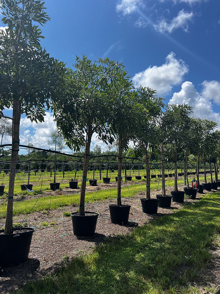 tabebuia-caraiba-yellow-trumpet-tree-tabebuia-argentea-silver-trumpet-tree-tabebuia-aurea