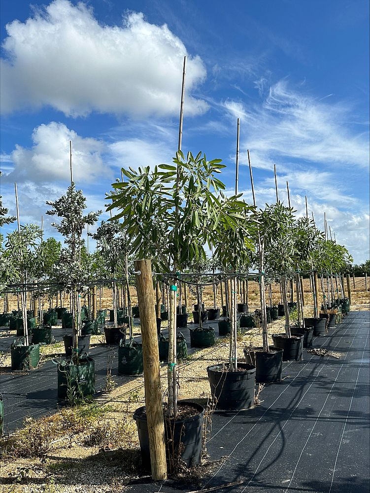 tabebuia-caraiba-yellow-trumpet-tree-tabebuia-argentea-silver-trumpet-tree-tabebuia-aurea