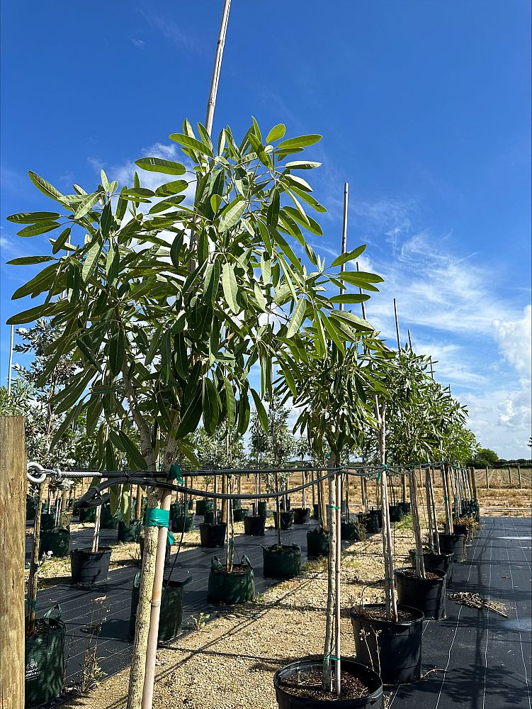 tabebuia-caraiba-yellow-trumpet-tree-tabebuia-argentea-silver-trumpet-tree-tabebuia-aurea
