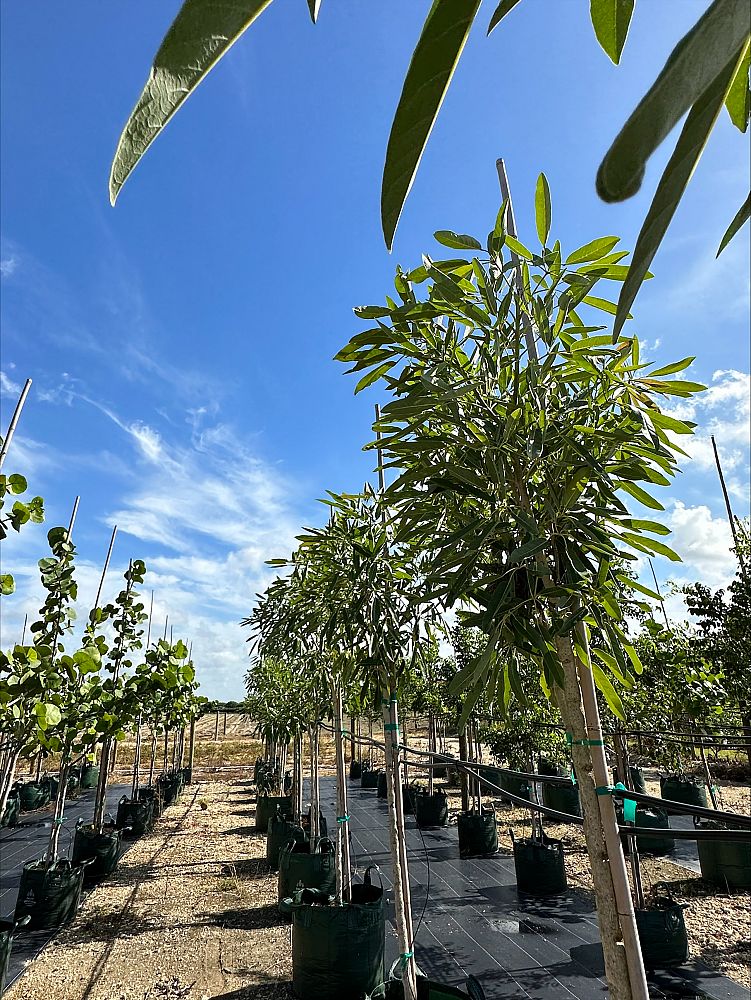 tabebuia-caraiba-yellow-trumpet-tree-tabebuia-argentea-silver-trumpet-tree-tabebuia-aurea