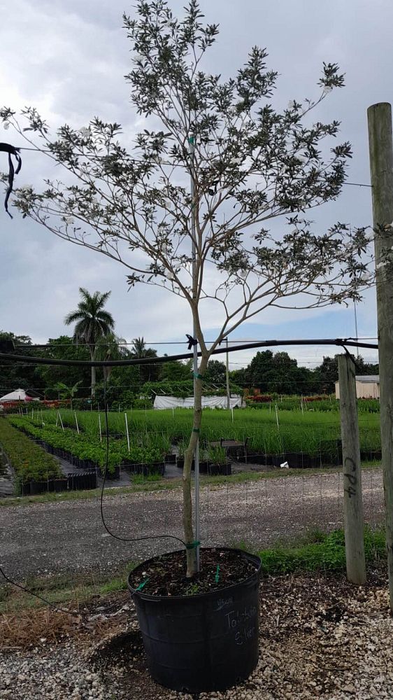 tabebuia-caraiba-yellow-trumpet-tree-tabebuia-argentea-silver-trumpet-tree-tabebuia-aurea
