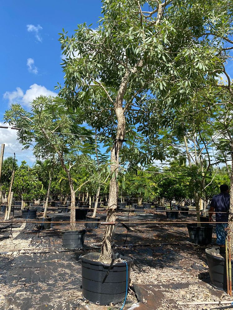 tabebuia-caraiba-yellow-trumpet-tree-tabebuia-argentea-silver-trumpet-tree-tabebuia-aurea