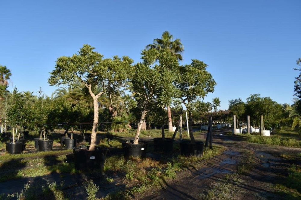tabebuia-caraiba-yellow-trumpet-tree-tabebuia-argentea-silver-trumpet-tree-tabebuia-aurea