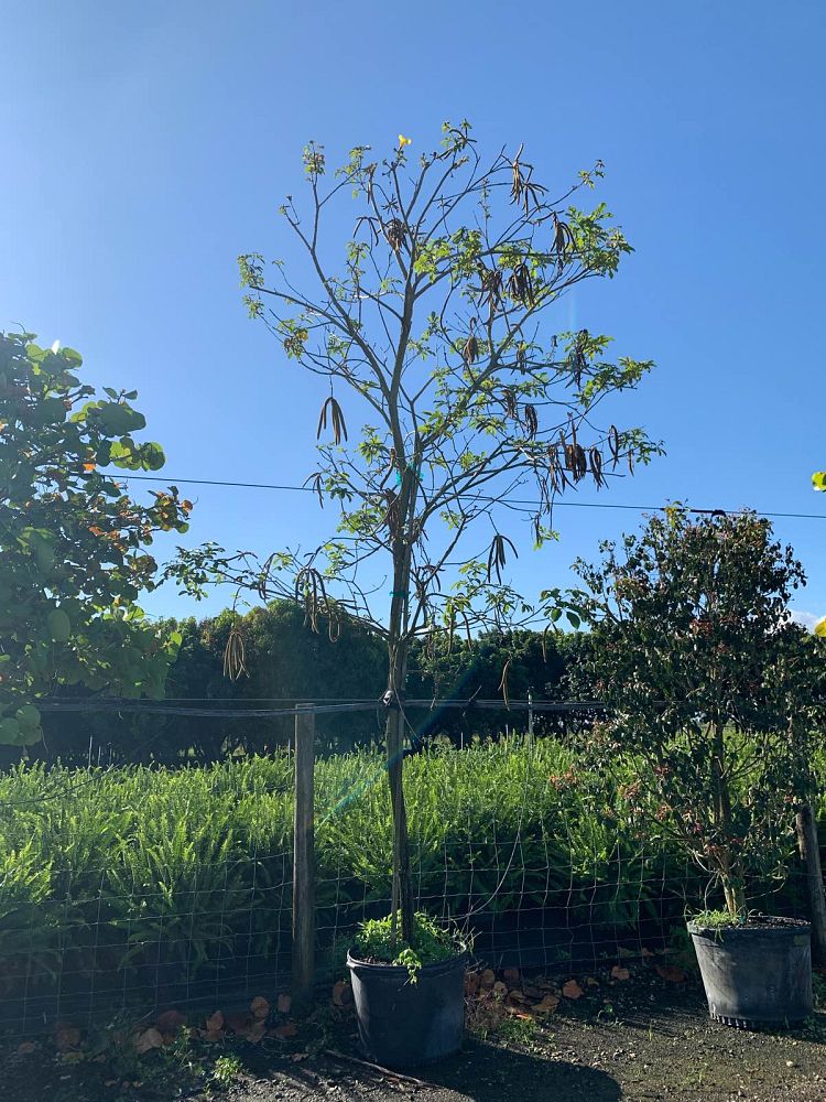 tabebuia-caraiba-yellow-trumpet-tree-tabebuia-argentea-silver-trumpet-tree-tabebuia-aurea