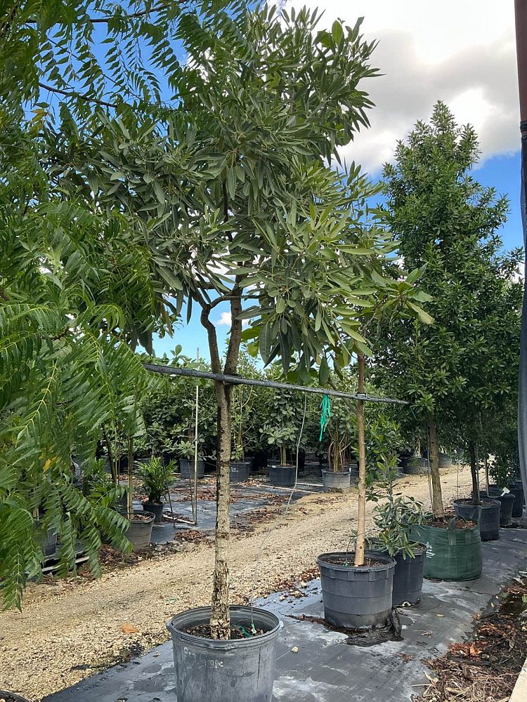 tabebuia-caraiba-yellow-trumpet-tree-tabebuia-argentea-silver-trumpet-tree-tabebuia-aurea