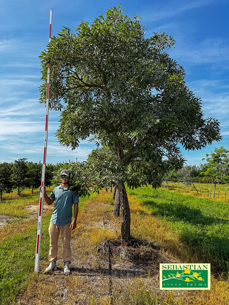 tabebuia-caraiba-yellow-trumpet-tree-tabebuia-argentea-silver-trumpet-tree-tabebuia-aurea