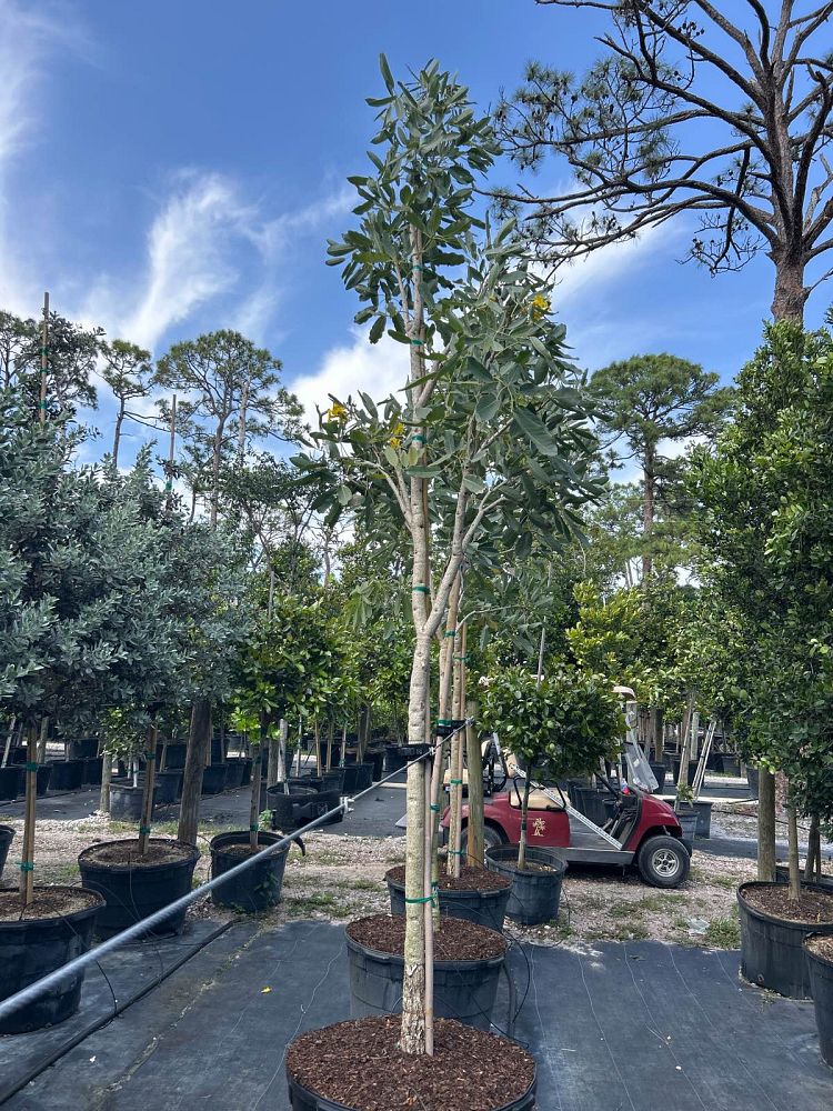 tabebuia-caraiba-yellow-trumpet-tree-tabebuia-argentea-silver-trumpet-tree-tabebuia-aurea