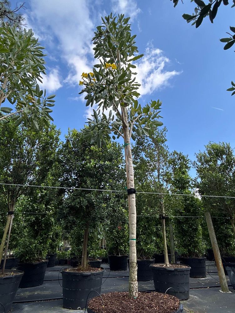 tabebuia-caraiba-yellow-trumpet-tree-tabebuia-argentea-silver-trumpet-tree-tabebuia-aurea