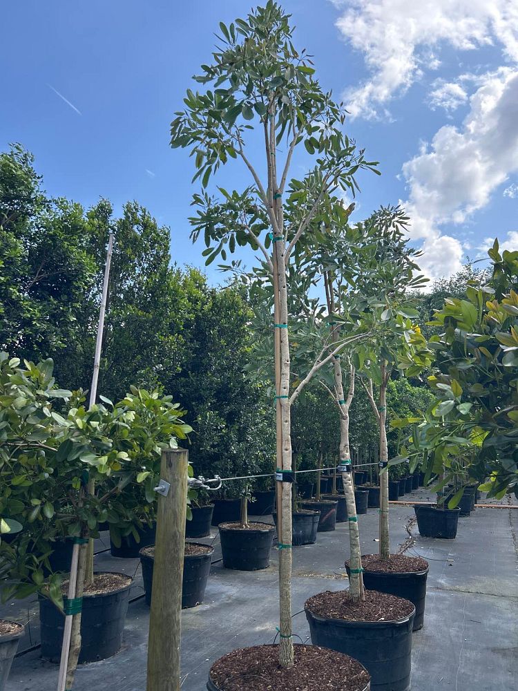 tabebuia-caraiba-yellow-trumpet-tree-tabebuia-argentea-silver-trumpet-tree-tabebuia-aurea