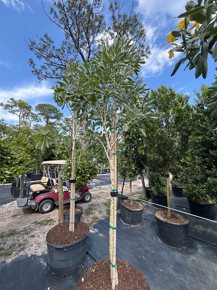 tabebuia-caraiba-yellow-trumpet-tree-tabebuia-argentea-silver-trumpet-tree-tabebuia-aurea