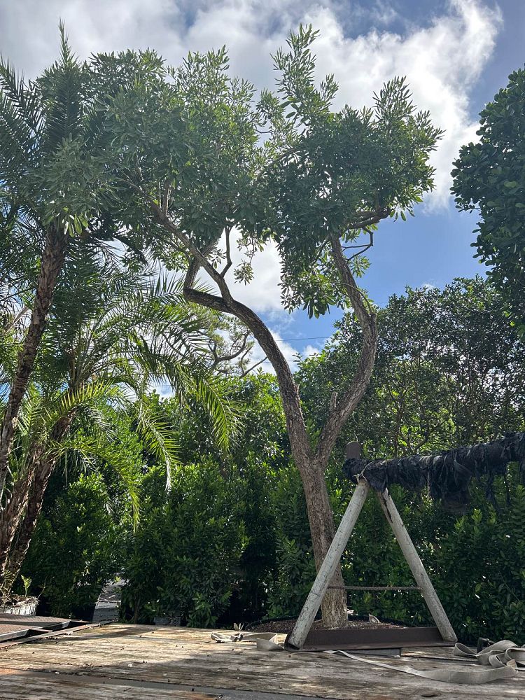 tabebuia-caraiba-yellow-trumpet-tree-tabebuia-argentea-silver-trumpet-tree-tabebuia-aurea